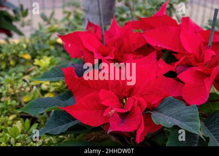 Fleur de Noël Poinsettia, Euphorbia pulcherrima plante décorative rouge et feuille verte vue rapprochée.Décatation de Noël Banque D'Images