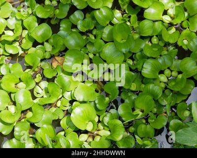 Jacinthe d'eau ou Eichhornia crassipes. Fond vert nature. Plantes sur l'eau. Banque D'Images