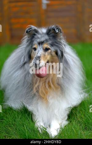 collie avec une boule dans sa bouche sur l'herbe verte, gros plan, foyer sélectif Banque D'Images