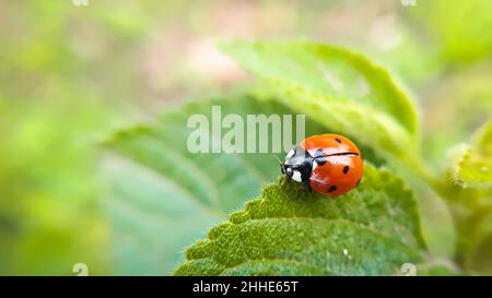 Gros plan de coccinelle sur une macro à feuilles vertes. La coccinelle à sept pois (Coccinella septempunctata) Banque D'Images