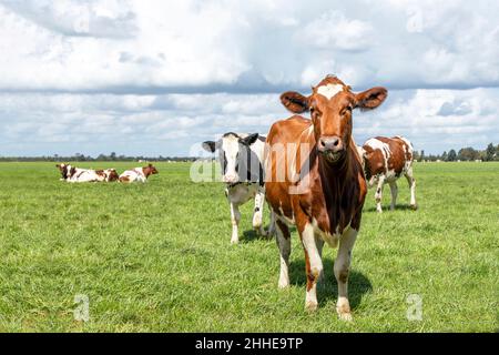 Curieux cheeky rouge et blanc vache heureux courir vers dans un champ vert sous un ciel bleu et un horizon lointain. Banque D'Images