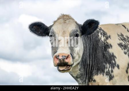 Jolie vache léchant ses lèvres avec sa langue loin et un ciel nuageux fond Banque D'Images