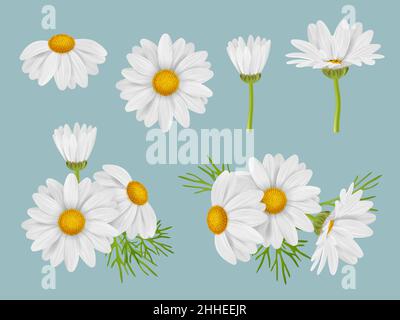 Fleurs de camomille.Illustrations botaniques réalistes naturel médical plantes fleurs bourgeons de camomille avec des feuilles décente vecteur 3D images ensemble Illustration de Vecteur