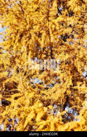 Automne yellowed des branches de mélèze gros plan , automne fond , automne saison concept Banque D'Images