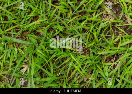 Étendue floue d'herbe verte fraîche, pour un fond vert frais et naturel, mise au point sélective Banque D'Images