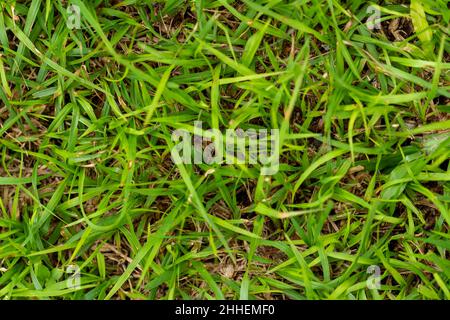 Étendue floue d'herbe verte fraîche, pour un fond vert frais et naturel, mise au point sélective Banque D'Images