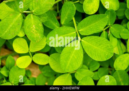 La propagation de feuilles d'herbe avec un type d'arachide Pinto (Arachis pintoi Krap. Et Greg) est une légumineuse herbacée et vivace, originaire exclusivement du Brésil Banque D'Images