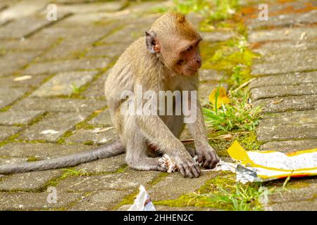 Un singe recherche de la nourriture de restes de collations dans des emballages en plastique, son habitat a été pressé en raison de la catastrophe du volcan.Conservation et sauvage Banque D'Images