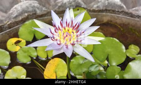 Vue rapprochée de nymphaea caerulea en fleurs, également connu sous le nom de lotus égyptien ou de nénuphars bleu Banque D'Images