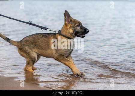 Un chiot Berger allemand de onze semaines jouant dans l'eau Banque D'Images
