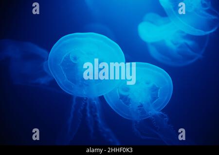 Les méduses nachent sous l'eau avec un fond bleu, la vie en mer dans l'aquarium du zoo Banque D'Images