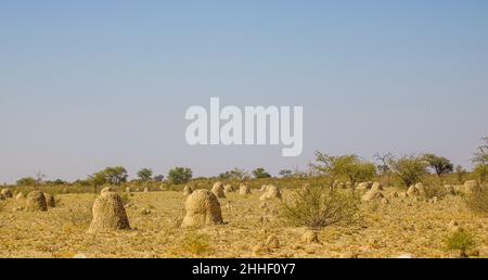 Termite fonde dans le Kgalagadi Banque D'Images