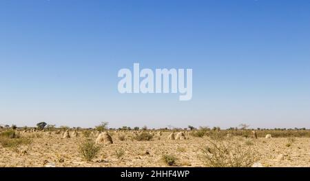 Termite fonde dans le Kgalagadi Banque D'Images