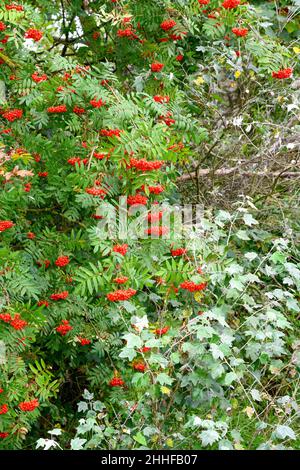 Un arbre de Rowan, (Sorbus aucuparia), également connu sous le nom de cendres de montagne, recouvert de baies rouges mûres Banque D'Images