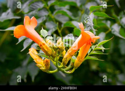 Orange pipe Vine, (Pyrostegia venusta), en pleine fleur et photographié contre ses propres feuilles vertes luxuriantes Banque D'Images