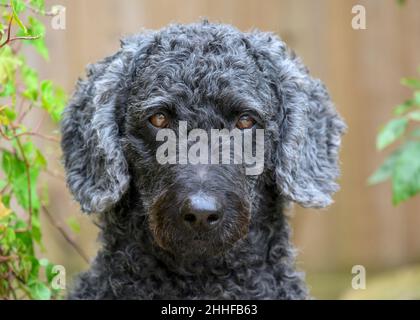 Portrait d'une magnifique femme noir Labradoodle regardant vers l'appareil photo Banque D'Images