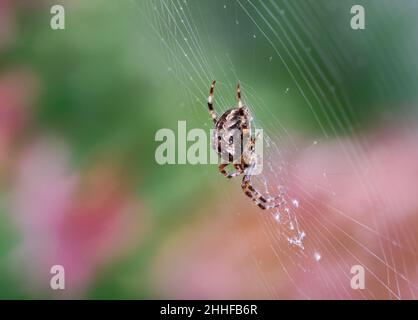 Vue latérale d'une araignée de jardin européenne femelle (Araneus diadematus), en attendant que sa proie imprudente soit prise dans son web. Banque D'Images
