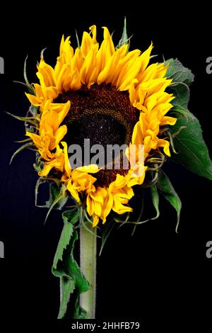 Spectaculaire Sunflower, (Helianthus), photographié partiellement ouvert sur un fond noir Uni Banque D'Images