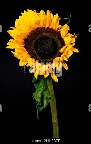 Spectaculaire Sunflower, (Helianthus), photographié partiellement ouvert sur un fond noir Uni Banque D'Images