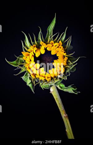 Spectaculaire Sunflower, (Helianthus), photographié partiellement ouvert sur un fond noir Uni Banque D'Images