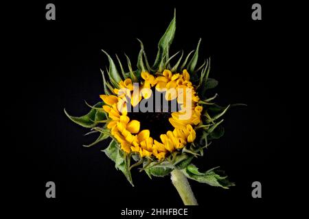 Spectaculaire Sunflower, (Helianthus), photographié partiellement ouvert sur un fond noir Uni Banque D'Images