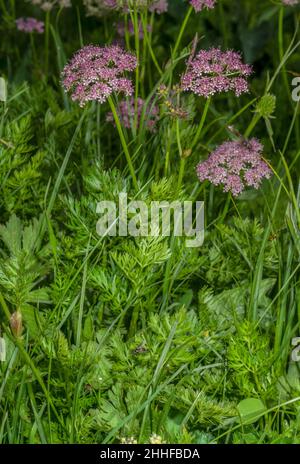 Lovage alpin, Ligusticum mutellina en fleur dans les pâturages alpins, Suisse. Banque D'Images