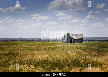 Ancienne grange pourrie entre prairies d'été dans le Montana Banque D'Images