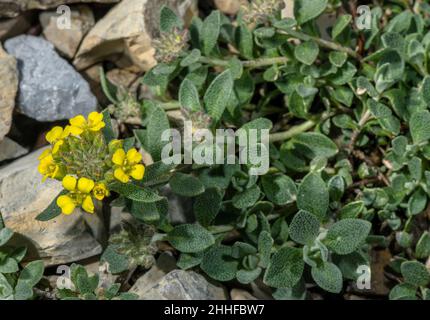 Alyssum alpin, Alyssum alpestre en fleur dans les alpes. Banque D'Images