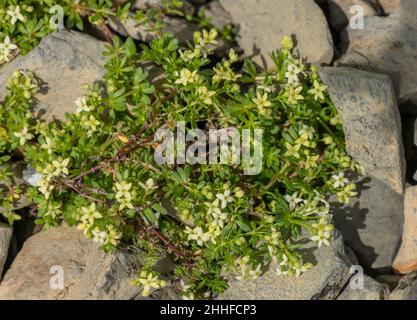 Paille de lit suisse, Galium megalospermum, en fleur sur le cri alpin.Alpes suisses. Banque D'Images