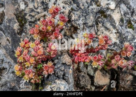 Stonecrop foncé, Sedum atratum, en fleur dans les Alpes suisses. Banque D'Images