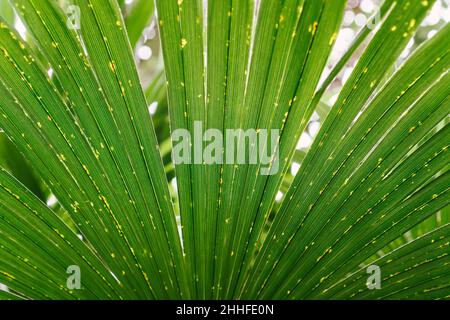 Arbre de palmier Trachycarpus fortunei avec des feuilles vert foncé pendant la journée dans le parc.Gros plan Banque D'Images