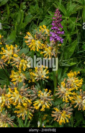 Herbage alpin avec fetch rénal, Anthyllis vulneraria ssp alpestris et Orchid parfumé, Gymnadenia conopsea Banque D'Images