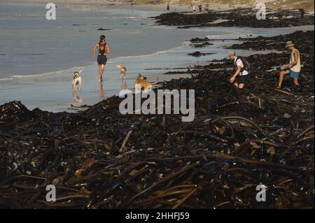 Varech lavé par une tempête dans une épaisse couverture couvrant long Beach à Kommetjie, une petite ville sur la péninsule du Cap en Afrique du Sud, près de Cape Town Banque D'Images