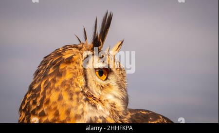 Hibou eurasien de l'aigle dans la lumière du soleil du matin basse dorée se préparant à attraper des proies Banque D'Images