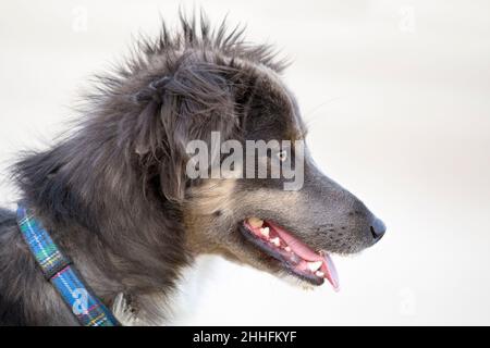 Border Collie Cross  Norfolk Royaume-Uni Banque D'Images