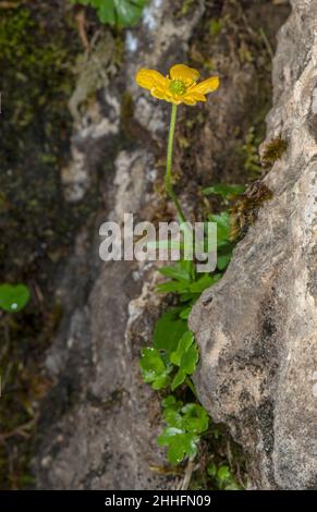 Buttercup de montagne, Ranunculus montanus en fleur dans les prairies alpines calcaires, Suisse. Banque D'Images