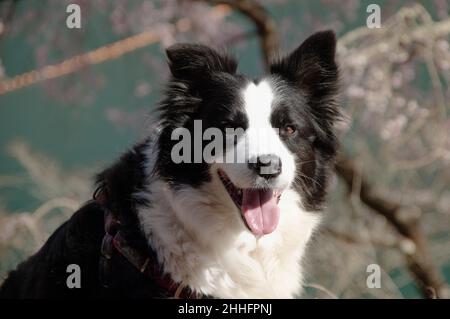 Dale-chan prendre un repos sous quelques cerisiers en fleurs après les sentiers de randonnée autour du lac Okutama toute la journée. Banque D'Images