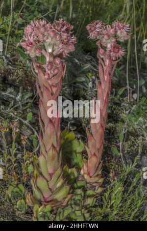 Houseleek commun, Sempervivum tectorum, en fleur dans les Alpes. Banque D'Images