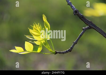 Branche avec de jeunes feuilles sur un fond de printemps flou dans la lumière du soleil Banque D'Images