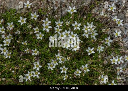 Spring Sandwort, Minuartia verna, en fleur dans les prairies sèches. Banque D'Images