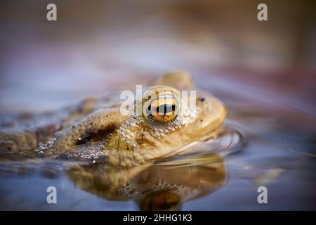 Toad européen commun (Bufo bufo) dans un étang.Gros plan d'un crapaud commun dans l'eau.Détail des yeux.Animal dans l'habitat de la nature. Banque D'Images