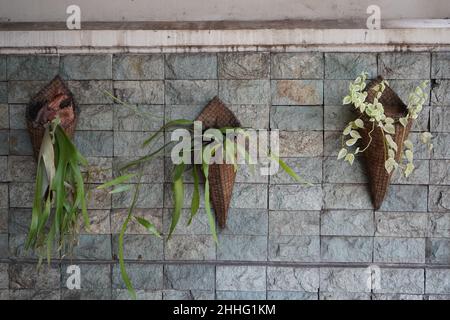 Les jardins verticaux ou souvent appelés murs verts, murs vivants, biowalls, ou ecowalls est une méthode de culture en utilisant des terres étroites et limitées u Banque D'Images