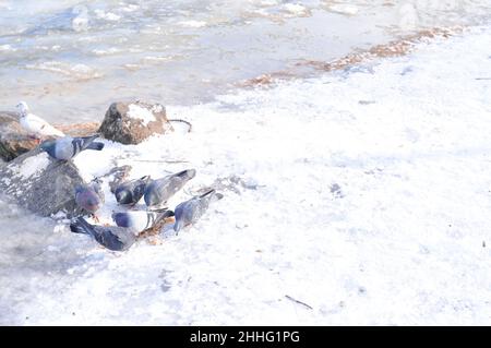 Nourrir les pigeons gris sur la cour en hiver Banque D'Images