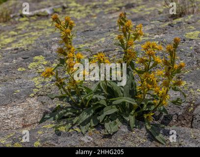 Goldenrod, Solidago virgaurea, en fleur sur les rochers. Banque D'Images