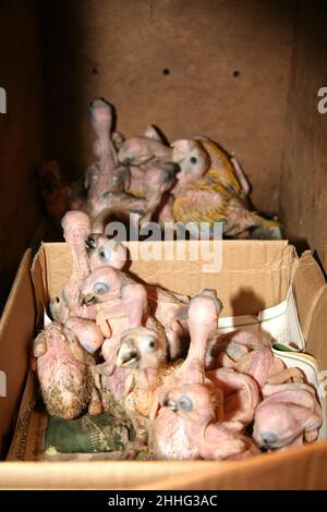 Eumapolis, bahia, brésil - 29 février 2008 : des poussins de perroquet saisis par la police fédérale des routes dans le cadre d'une opération de combat Banque D'Images