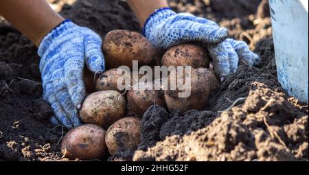 Légumes biologiques.Les agriculteurs se font les mains de légumes fraîchement cueillis.Pommes de terre bio fraîches. Banque D'Images