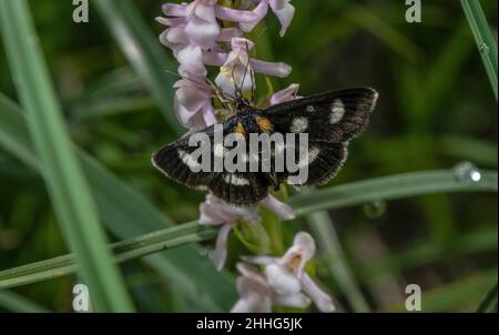 Sable à pois blancs, Anania funebris perché sur une petite orchidée parfumée, Gymnadenia odoratissima, dans les Alpes suisses. Banque D'Images