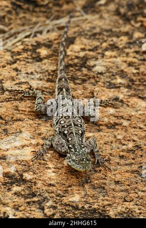 Rock à tête rouge Agama - Agama agama, magnifique lézard coloré provenant de jardins et de forêts africains, Tsavo est, Kenya. Banque D'Images