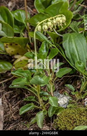 Vert hivernal dentelé, Orthilia secunda, en fleur. Banque D'Images