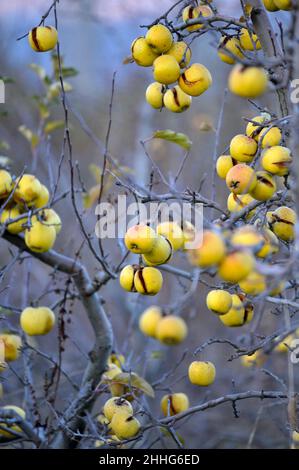 Pommes mûres non récoltées dans un verger abandonné en décembre. Banque D'Images